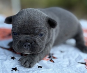 French Bulldog Puppy for sale in HICKORY, NC, USA