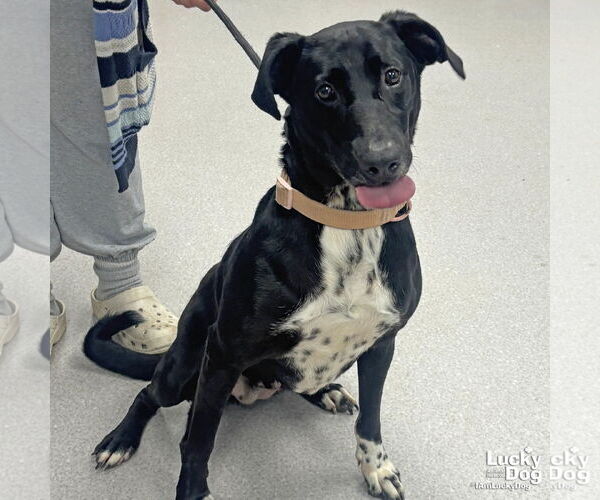 Medium Photo #2 Lab-Pointer Puppy For Sale in Washington, DC, USA