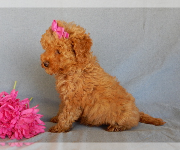 Medium Photo #3 Goldendoodle (Miniature) Puppy For Sale in MILLERSBURG, OH, USA