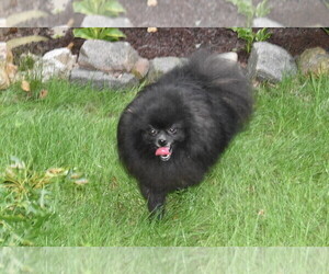 Father of the Pomeranian puppies born on 01/03/2023
