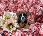 Small Photo #8 Boxer Puppy For Sale in QUARRYVILLE, PA, USA