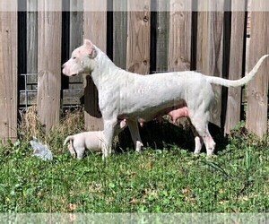 Mother of the Dogo Argentino puppies born on 03/18/2023
