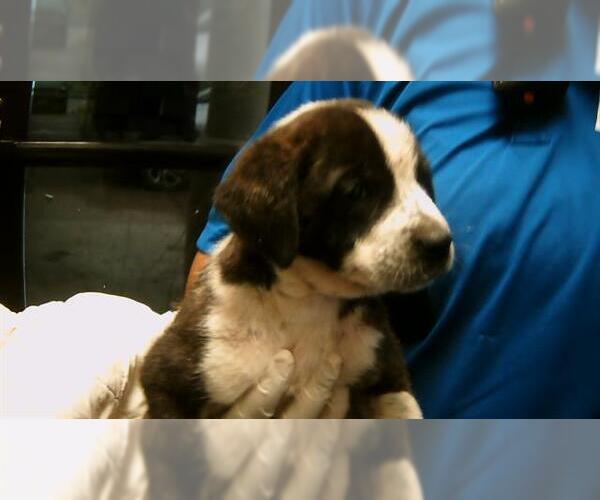 Medium Photo #1 Saint Bernard-Unknown Mix Puppy For Sale in Tulsa, OK, USA