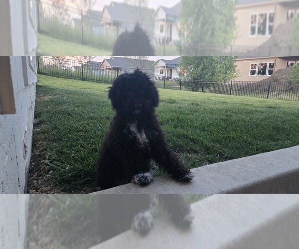 Medium Photo #1 Poovanese Puppy For Sale in LEES SUMMIT, MO, USA