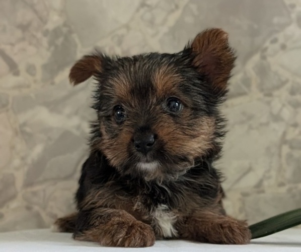 Medium Photo #35 Yorkshire Terrier Puppy For Sale in GOSHEN, IN, USA