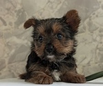 Small Photo #35 Yorkshire Terrier Puppy For Sale in GOSHEN, IN, USA