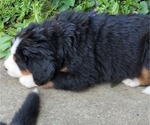 Small #5 Bernese Mountain Dog