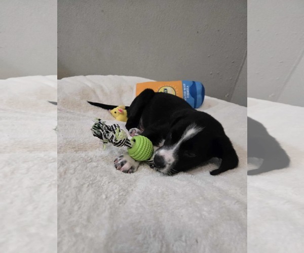 Medium Photo #3 Border Collie-Dalmatian Mix Puppy For Sale in Virginia Beach, VA, USA