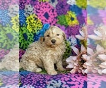 Small Photo #6 Shih-Poo Puppy For Sale in GORDONVILLE, PA, USA