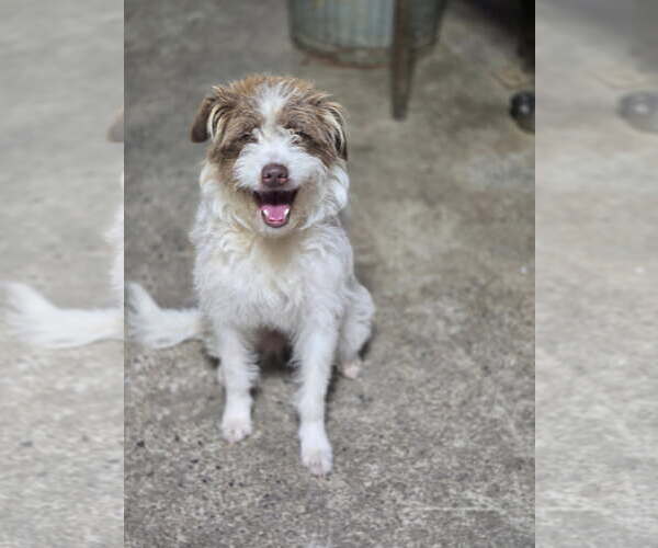 Medium Photo #1 Border Collie-Poodle (Miniature) Mix Puppy For Sale in Crandall, GA, USA
