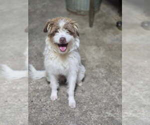 Mutt Dogs for adoption in Crandall, GA, USA
