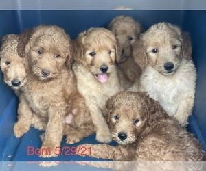 Goldendoodle Puppy for sale in CROTON, MI, USA