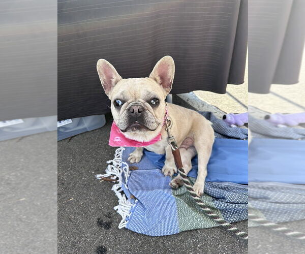 Medium Photo #2 French Bulldog Puppy For Sale in Raleigh, NC, USA