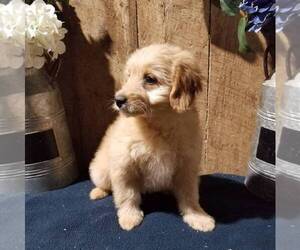 Goldendoodle-Poodle (Miniature) Mix Puppy for sale in ARTHUR, IL, USA