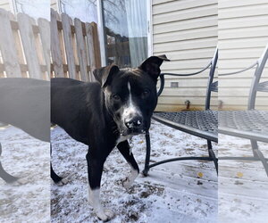 Ace - Male American Pit Bull Terrier-Chow Chow Mix Dog for Adoption - Photo #5