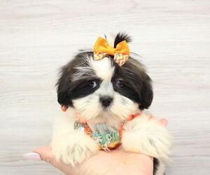 Akita Puppy for sale in LAS VEGAS, NV, USA