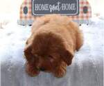 Small Photo #6 Goldendoodle (Miniature) Puppy For Sale in FAIR GROVE, MO, USA