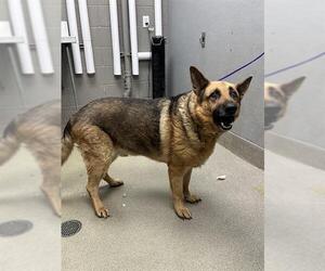German Shepherd Dog-Unknown Mix Dogs for adoption in Las Vegas, NV, USA