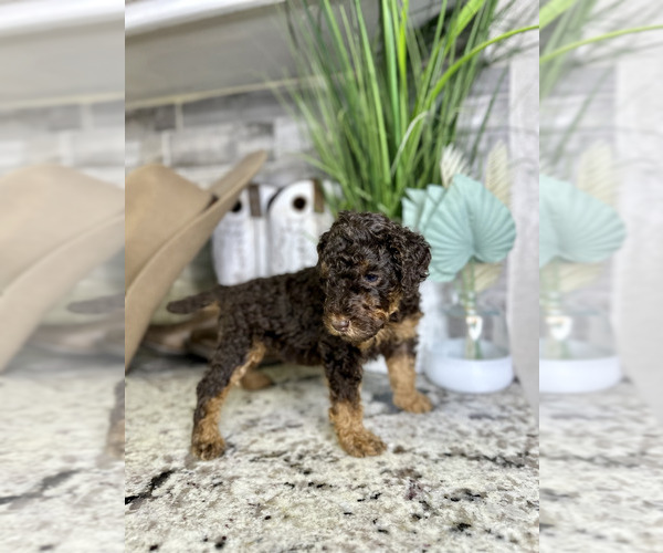 Medium Photo #3 Poodle (Standard) Puppy For Sale in NEWMAN, CA, USA