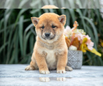 Puppy Dexter Shiba Inu