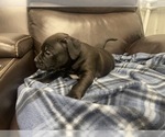 Small Photo #61 American Bully Puppy For Sale in REESEVILLE, WI, USA