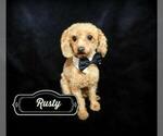 Small Photo #1 Poodle (Toy) Puppy For Sale in WARRENSBURG, MO, USA