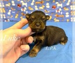 Small #2 Yorkshire Terrier