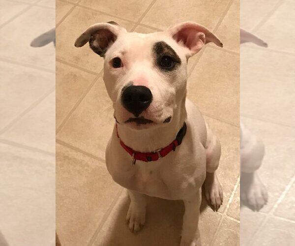 Medium Photo #2 American Pit Bull Terrier-Unknown Mix Puppy For Sale in New York, NY, USA