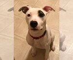 Small #1 American Pit Bull Terrier Mix