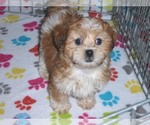 Small Photo #6 ShihPoo Puppy For Sale in ORO VALLEY, AZ, USA