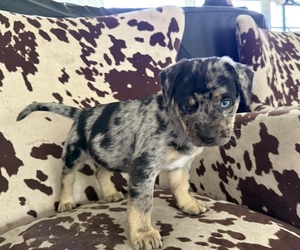 Australian Shepherd-French Bulldog Mix Puppy for sale in BUNNELL, FL, USA