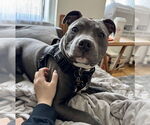 Small #2 American Pit Bull Terrier-American Staffordshire Terrier Mix