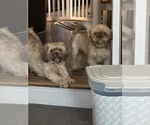 Small Photo #1 Shih Tzu Puppy For Sale in MADISON, NC, USA
