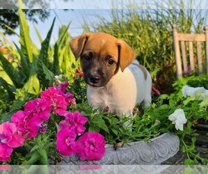 Collie-Jack Russell Terrier Mix Puppy for sale in SHIPPENSBURG, PA, USA