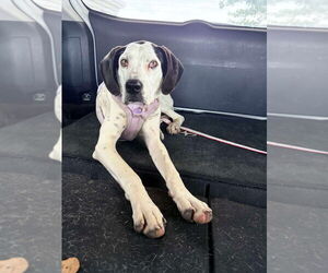 Great Dane-Unknown Mix Dogs for adoption in Bullard, TX, USA