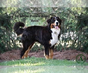 Father of the Bernese Mountain Dog puppies born on 02/24/2024