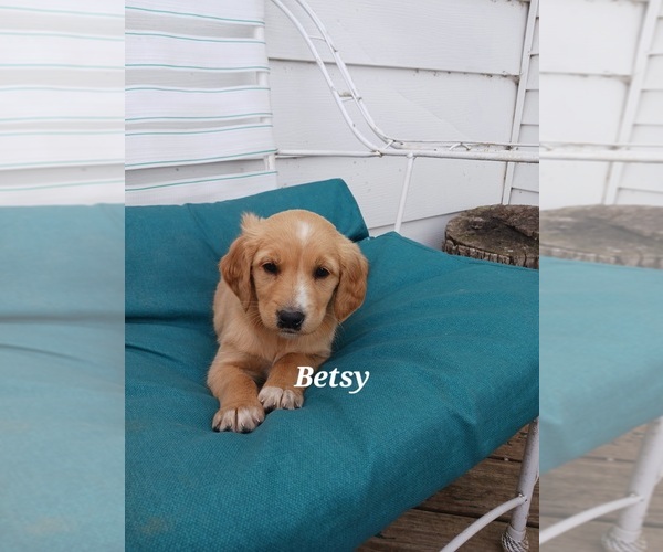 Medium Photo #19 English Cream Golden Retriever-Newfoundland Mix Puppy For Sale in SHEBOYGAN FALLS, WI, USA