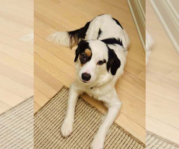 Medium Photo #4 Border-Aussie Puppy For Sale in Plymouth, MN, USA