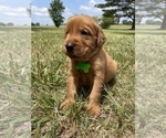 Small Photo #2 Golden Retriever Puppy For Sale in LOUISBURG, NC, USA