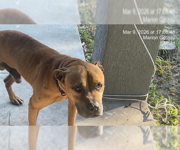 Medium Photo #1 Black Mouth Cur-Unknown Mix Puppy For Sale in Ocala, FL, USA