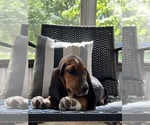 Small Photo #3 Basset Hound Puppy For Sale in PLATO, MO, USA
