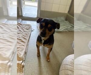 Chihuahua Dogs for adoption in San Martin, CA, USA