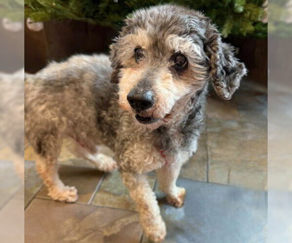 Medium Photo #7 Poodle (Miniature) Puppy For Sale in Arlington, VA, USA