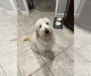 Goldendoodle Dog for Adoption in SUMMERFIELD, Florida USA