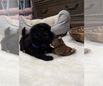 Small #2 Chi-Poo (Toy)