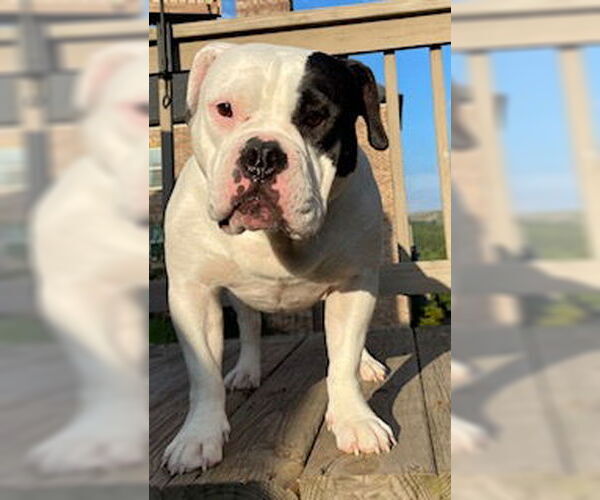 Medium Photo #1 American Bulldog Puppy For Sale in Atlanta, GA, USA