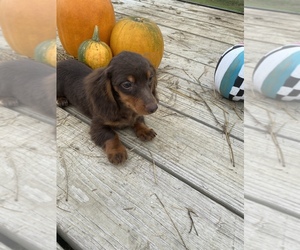 Dachshund Puppy for sale in LAWRENCEBURG, TN, USA