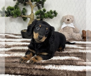 Dachshund Puppy for sale in FRANKLIN, IN, USA