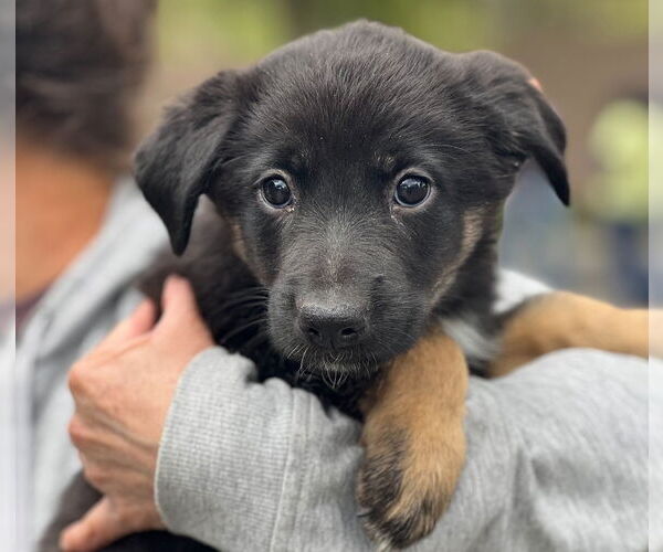 Medium Photo #2 Mutt Puppy For Sale in Dana Point, CA, USA