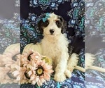 Small #1 Miniature Bernedoodle
